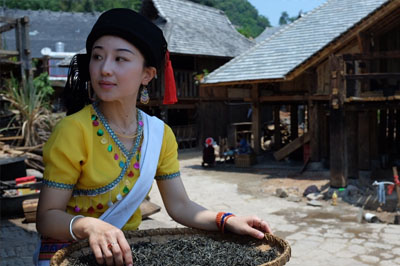 遇見布朗山采茶姑娘，古茶山顯得更加美麗