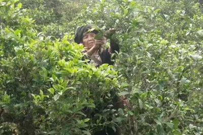 現(xiàn)實(shí)版的世外茶園，被稱為賽冰島的小戶賽