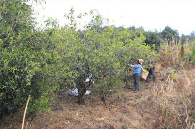 勐庫(kù)正氣塘，東半山古茶樹(shù)較多的寨子
