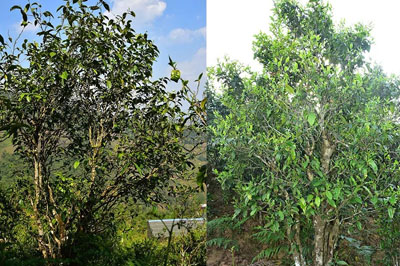 茶山干貨：河邊寨vs大忠山，一副牌里的大小王