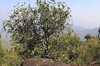 臨滄邦東茶山行：邦東三杰小傳