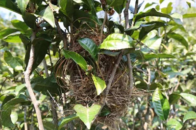 臨滄云縣茶區(qū)綜述，3分鐘了解云縣古樹茶