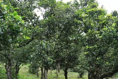 永德團(tuán)山普洱茶介紹，團(tuán)山古樹茶口感特點(diǎn)