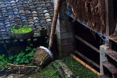 永德平掌普洱茶介紹，平掌古樹茶口感特點(diǎn)