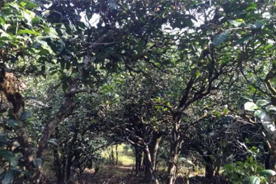 忙肺普洱茶：“忙”里偷閑，“肺”寧靜無以致遠！