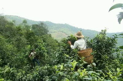 冰島茶，天下茶人心頭永遠的朱砂痣！