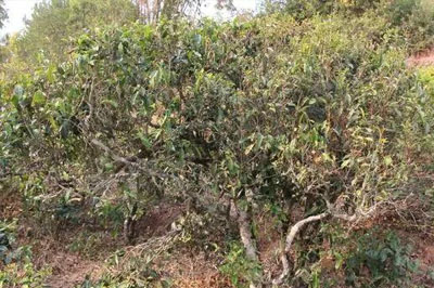 鎮(zhèn)沅縣按板鎮(zhèn)老烏山普洱茶，老烏山古樹茶口感特點