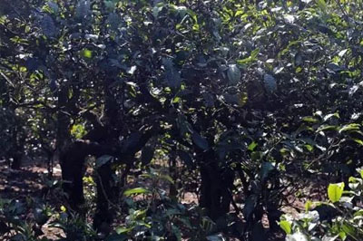 古域磨烈：是名士自風流