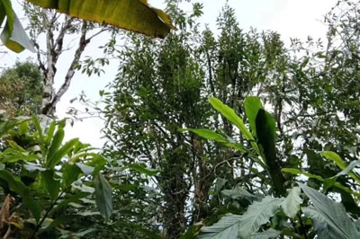 麻栗坡又發(fā)現(xiàn)近萬畝野生茶區(qū)