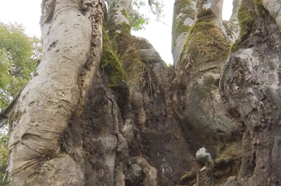 龍陵古樹茶：茶中新寵，方興未艾