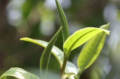 大美施甸，尋訪和尚田古樹(shù)茶