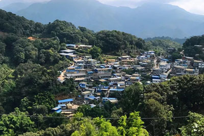 從易武麻黑，談?wù)劰挪铇?shù)的矮化現(xiàn)象