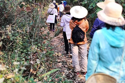 通感之旅，出發(fā)布朗山-老曼桑村