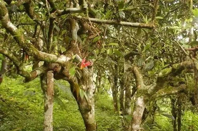 松虎茶道，普洱茶名山莽枝