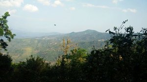 無(wú)極軒古樹春茶之黃草壩，有著冰島般的冰糖甜