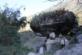 普洱景東漫灣古樹茶山，中山箐原生態(tài)大樹茶
