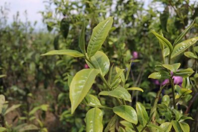 壩糯尋茶記：仍然有這么一群茶農(nóng)遠(yuǎn)離都市喧囂，只為守住祖先傳承