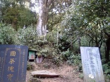 普洱茶六大古茶山之革登古茶山