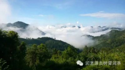 迷人的易武彎弓，來自大自然的神奇樹葉