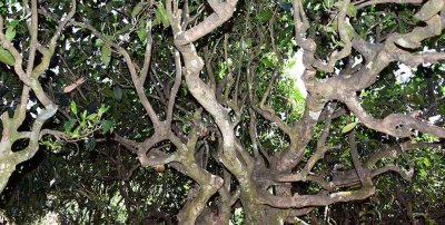 古域磨烈，占盡風水的磨烈古茶園