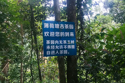 薄荷塘古樹，一款甜到你心里的普洱茶