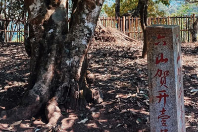 就愛這股味：粗甜粗甜的大賀開