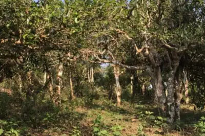 迷人的賀開，陶醉山林間