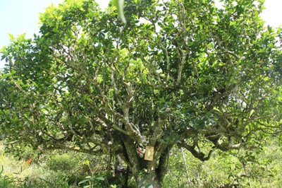 麻栗坡的古樹茶有什么特點(diǎn)？