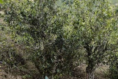 小邦貴古樹茶特點