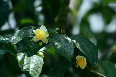 探茶忙肺山，覓香梅子箐