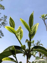 帶你了解梅子箐鍋底塘，鍋底塘普洱茶口感特點(diǎn)