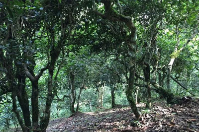 江內(nèi)“古六大茶山”歷史名茶劃分之攸樂茶山