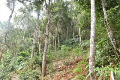 攸樂洛特老寨簡介，洛特老寨古樹茶口感特點