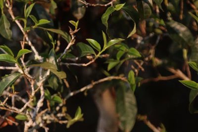 倚邦二黑對話：倚邦大黑山和大黑樹林