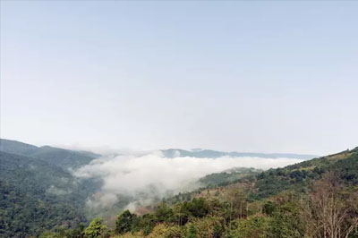 邦威及文東、富東、東河山頭茶