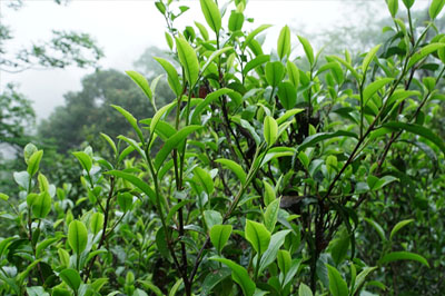 古六大茶山安樂(lè)古茶山介紹