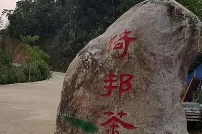 有古老而厚重歷史的倚邦古樹茶，口感有什么特點？