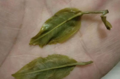 倚邦貓耳朵，一款高端小葉種普洱茶