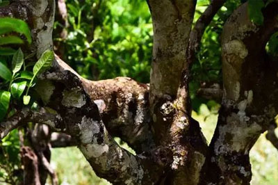 對話壩歪，感悟古韻