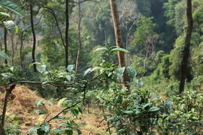 彎弓，易武頂級(jí)茶代表