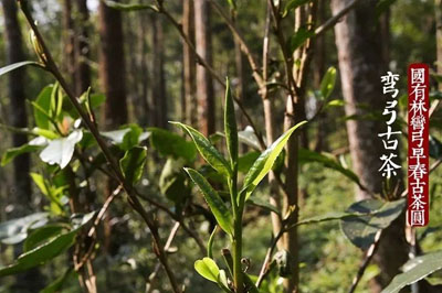 彎弓，易武真正的貴族