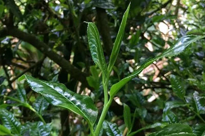 簡(jiǎn)單說(shuō)說(shuō)易武高山寨普洱茶特點(diǎn)