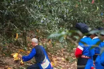 易武高山寨：茶人的敬畏，大自然的恩賜