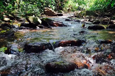 刮風(fēng)寨茶坪，原始森林中的古樹(shù)茶