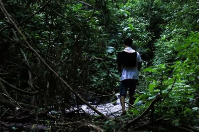 麻黑石門(mén)坎山頂茶地4顆樹(shù)大單株