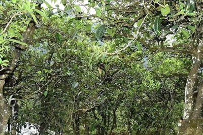 磨烈到底有多魔，磨烈茶口感特點(diǎn)介紹