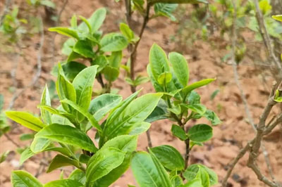 細說雙江小勐峨，藤條茶的優(yōu)質代表