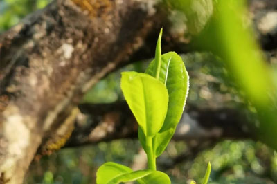 冰島村糯伍茶現(xiàn)狀及特點(diǎn)