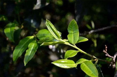 冰島糯伍普洱茶的口感特點(diǎn)介紹