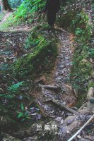 芭蕉林——隱于山間的易武高山明珠